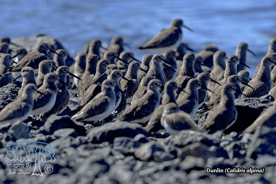 Dunlin - Calidris alpina