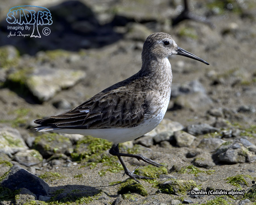 Dunlin - Calidris alpina