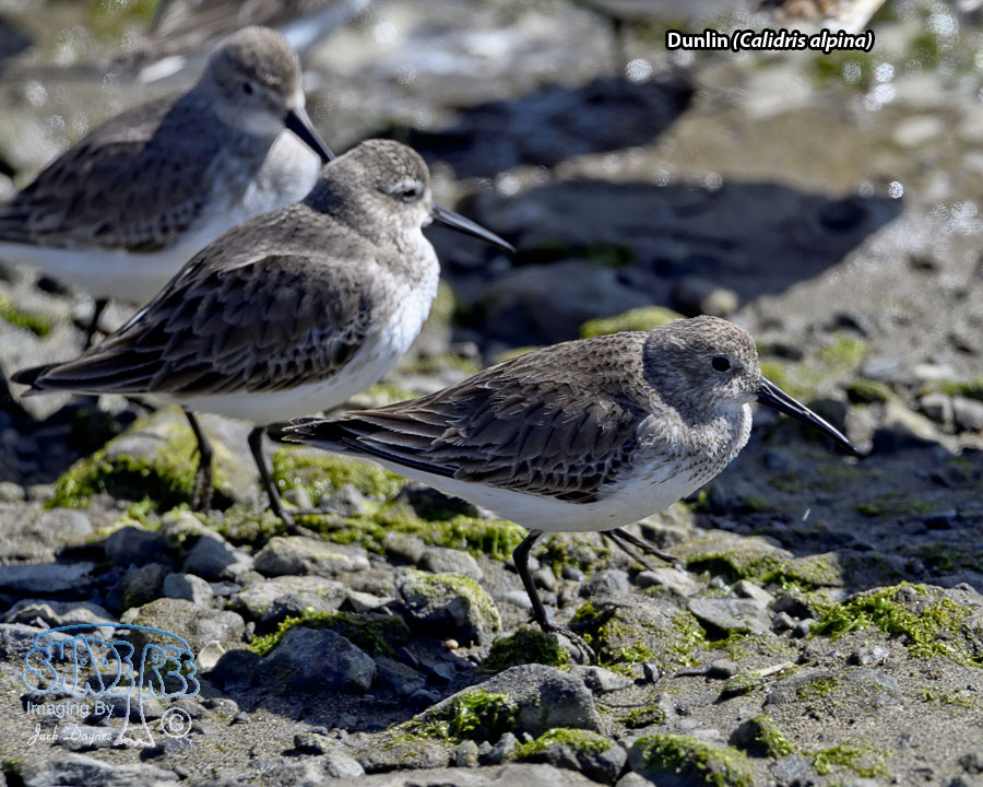 Dunlin - Calidris alpina