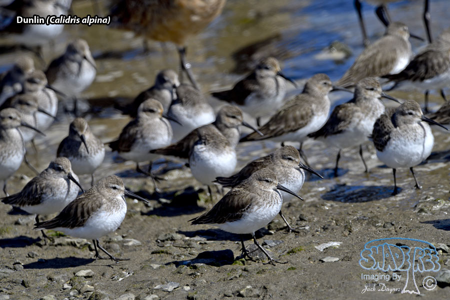 Dunlin - Calidris alpina