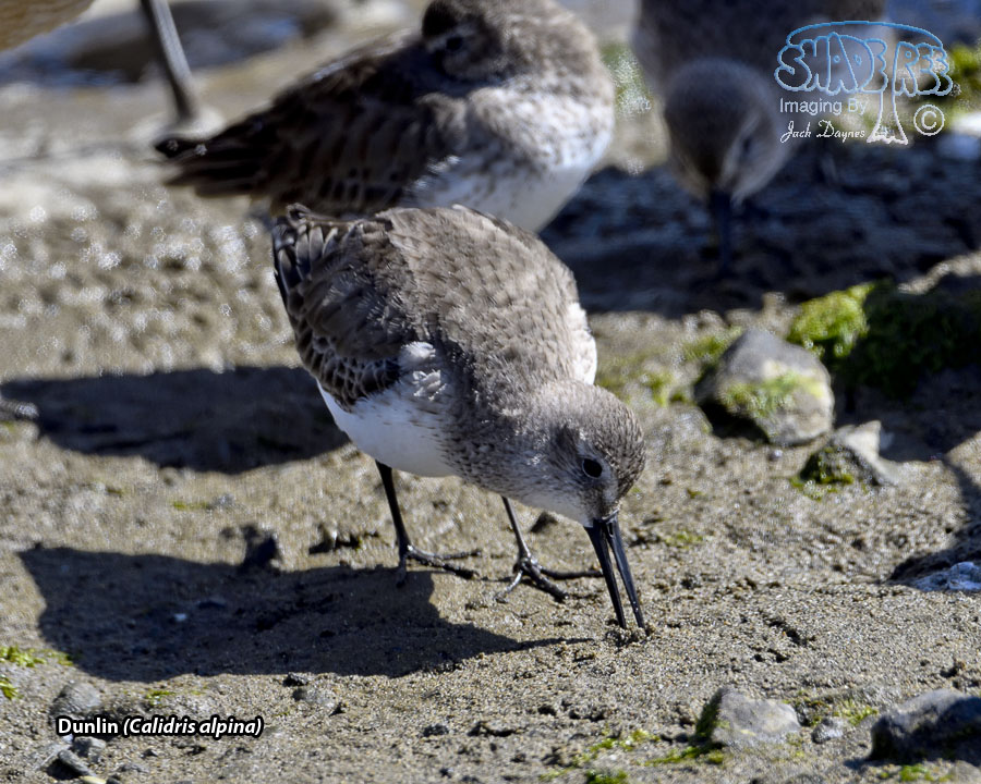 Dunlin - Calidris alpina