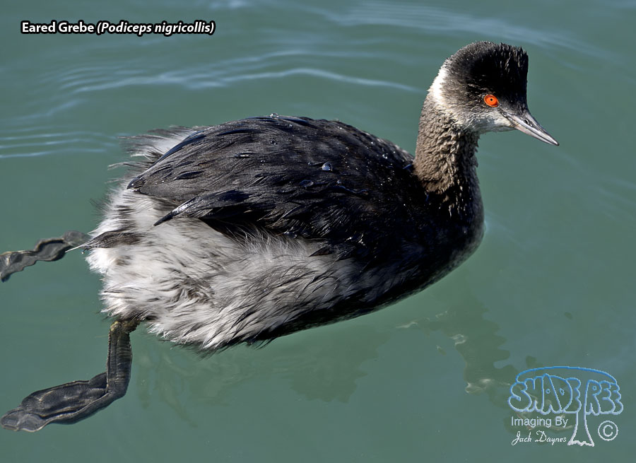 Eared Grebe - Podiceps nigricollis