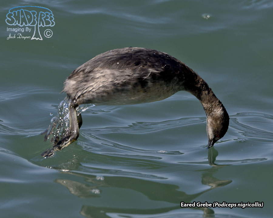 Eared Grebe - Podiceps nigricollis