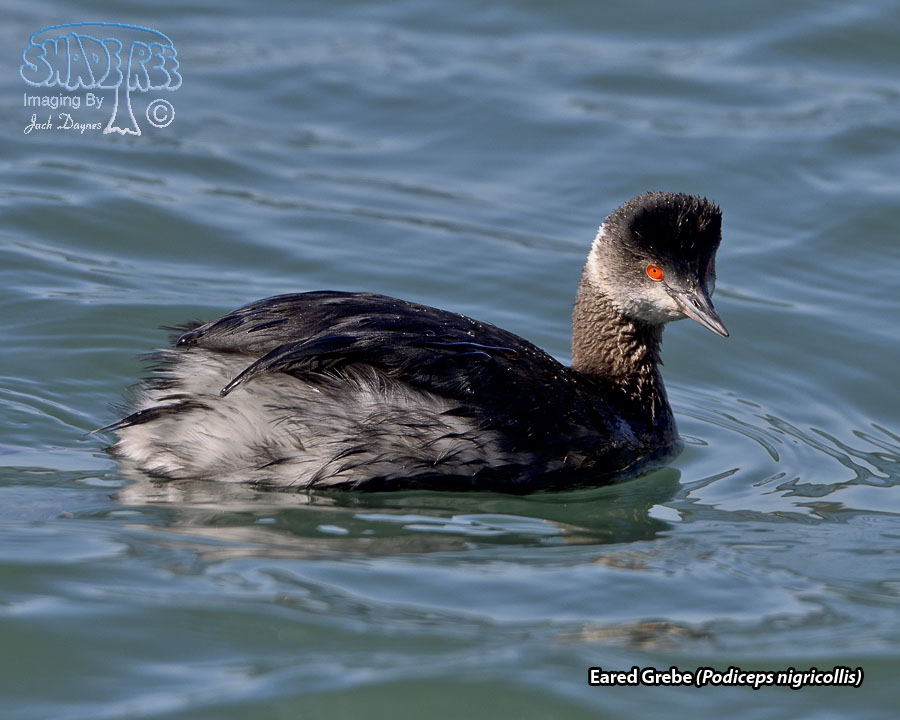 Eared Grebe - Podiceps nigricollis
