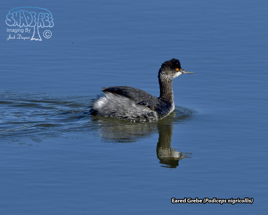 Eared Grebe - Podiceps nigricollis