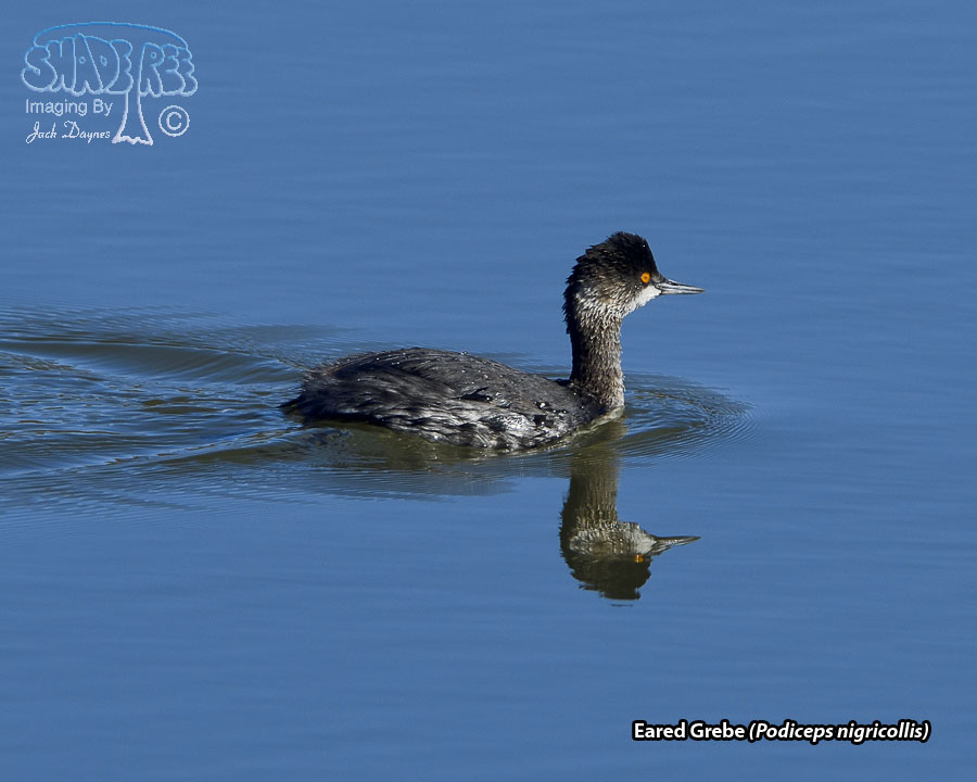 Eared Grebe - Podiceps nigricollis