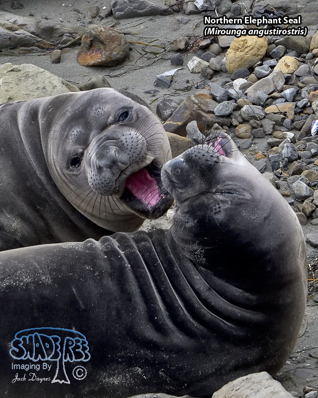 Northern Elephant Seal - Mirounga angustirostris