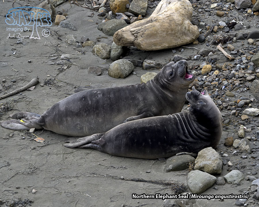 Northern Elephant Seal - Mirounga angustirostris