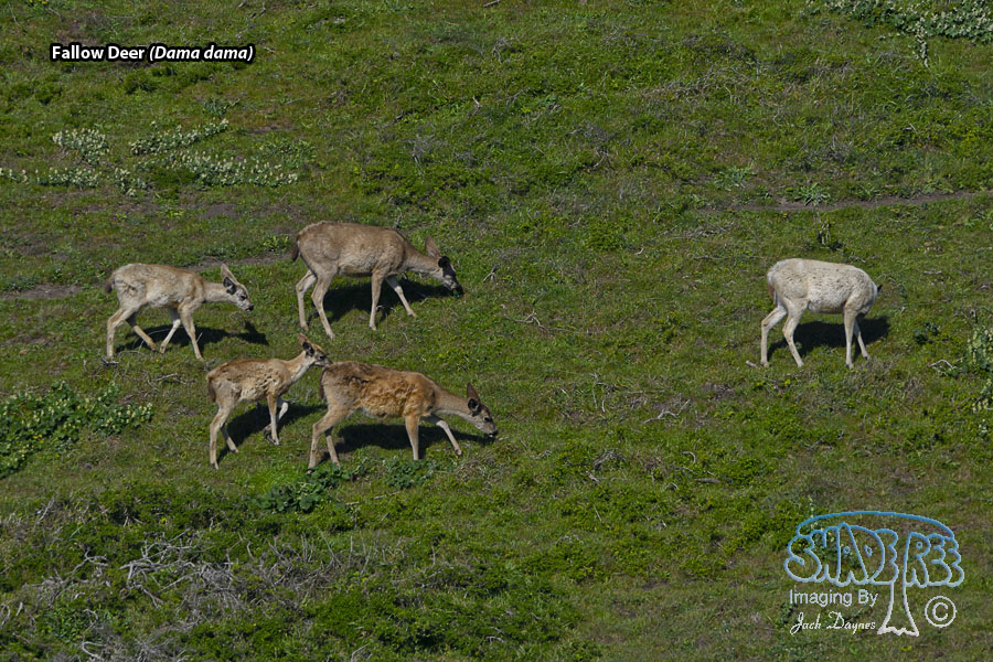 Fallow Deer - Dama dama