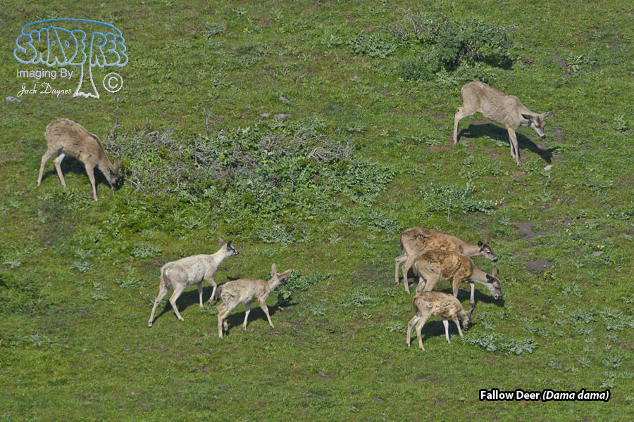 Fallow Deer - Dama dama