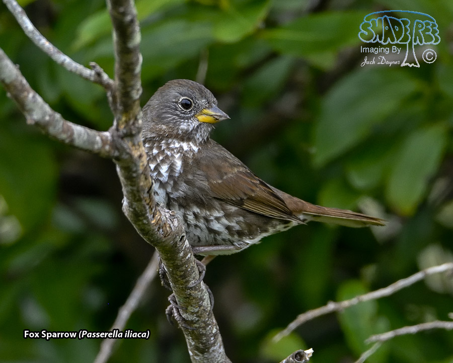 Fox Sparrow - Passerella iliaca