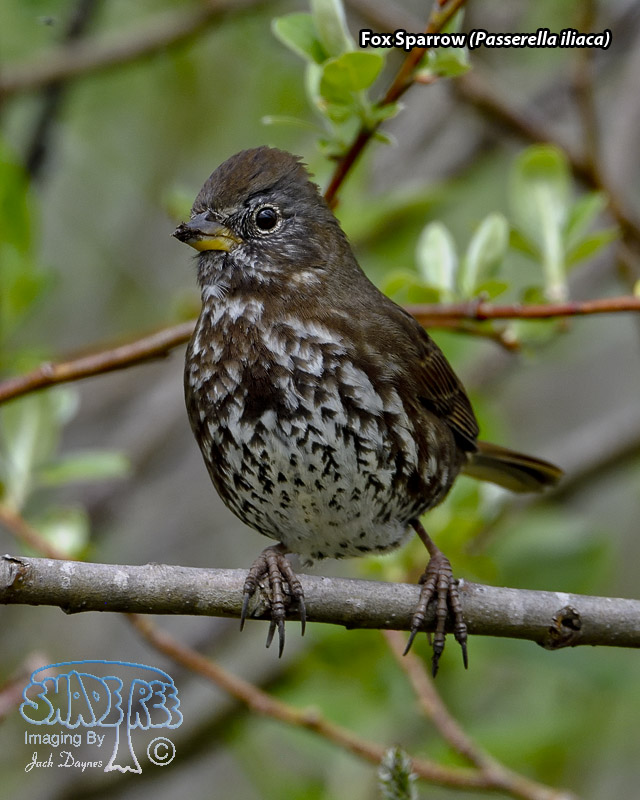 Fox Sparrow - Passerella iliaca