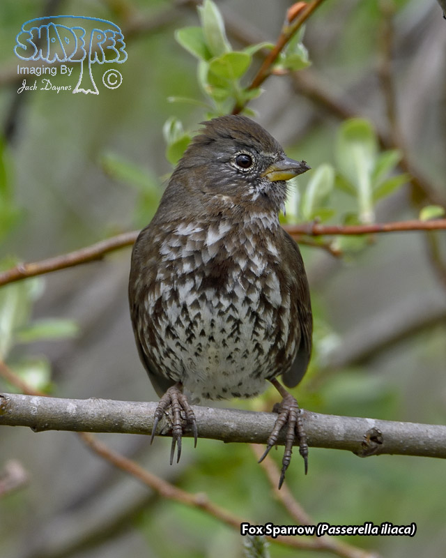 Fox Sparrow - Passerella iliaca