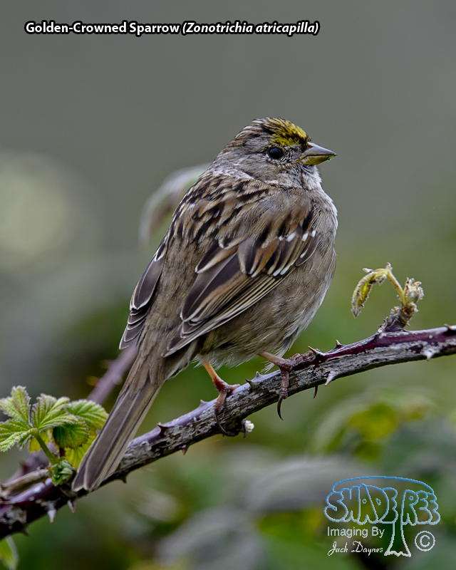 Golden-Crowned Sparrow - Zonotrichia atricapilla
