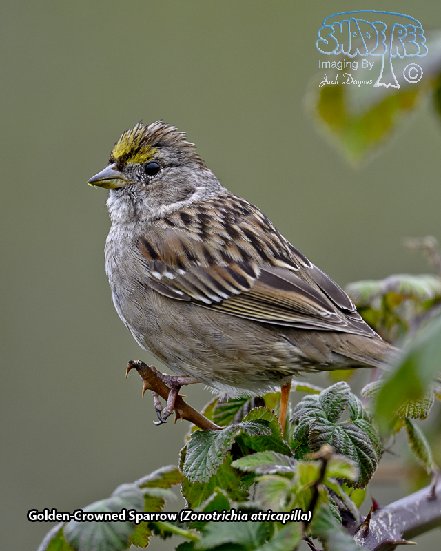 Golden-Crowned Sparrow - Zonotrichia atricapilla