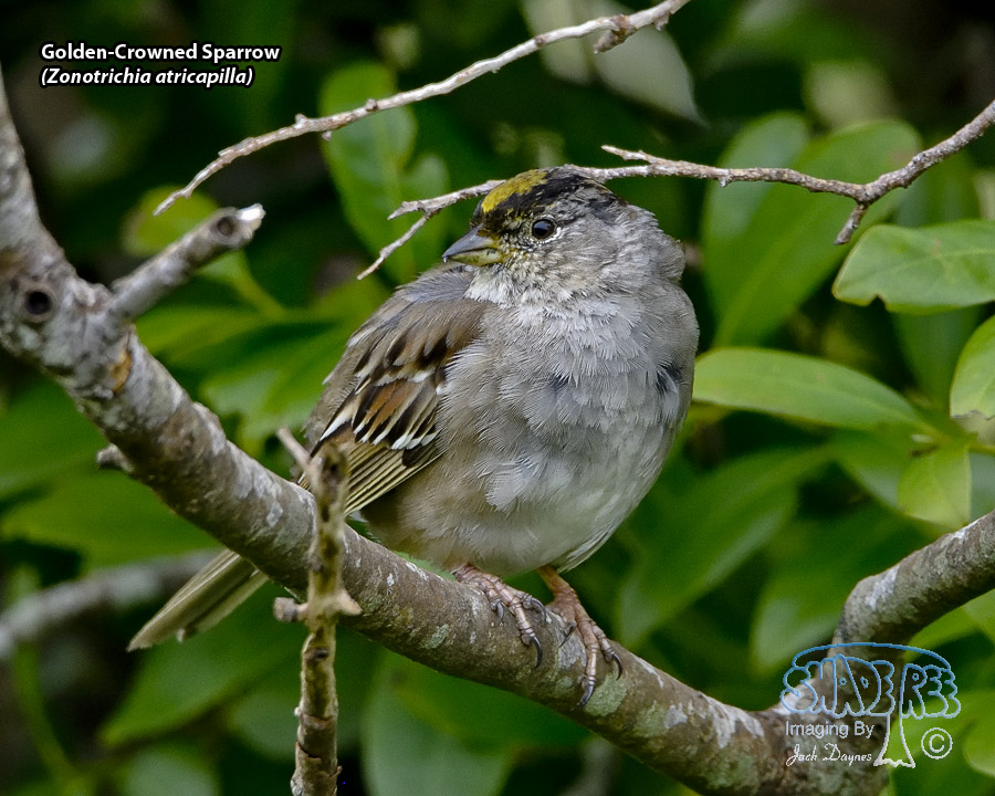 Golden-Crowned Sparrow - Zonotrichia atricapilla