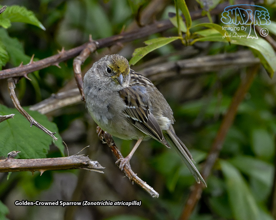 Golden-Crowned Sparrow - Zonotrichia atricapilla