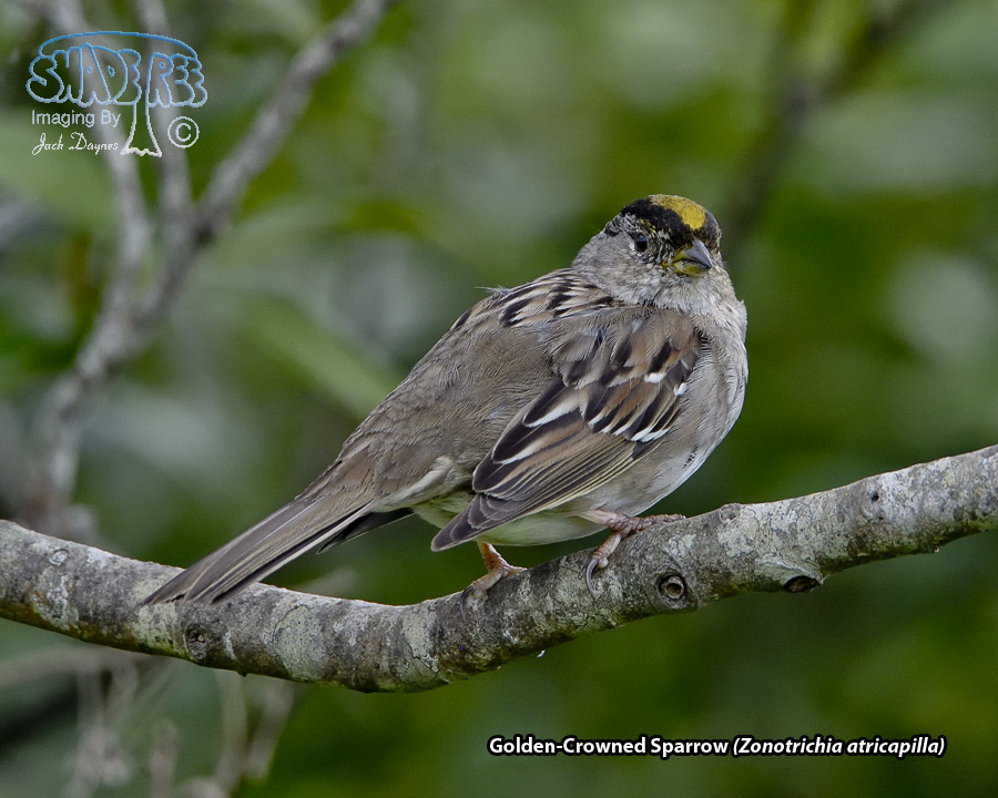 Golden-Crowned Sparrow - Zonotrichia atricapilla