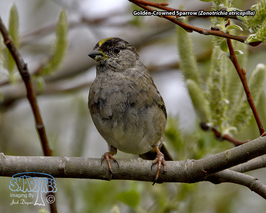 Golden-Crowned Sparrow - Zonotrichia atricapilla