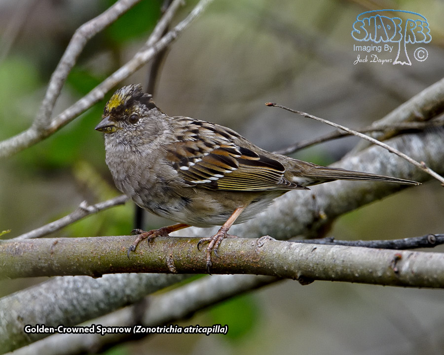 Golden-Crowned Sparrow - Zonotrichia atricapilla