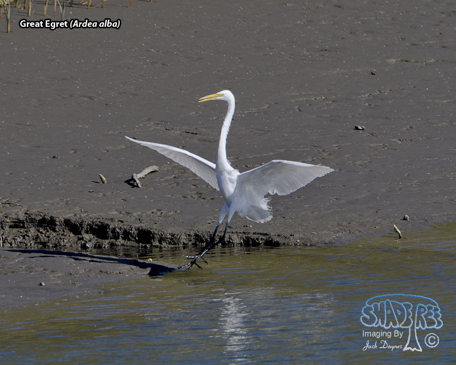 Great Egret - Ardea alba