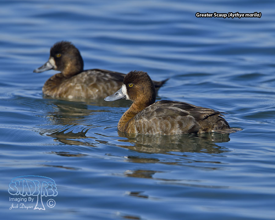Greater Scaup - Aythya marila