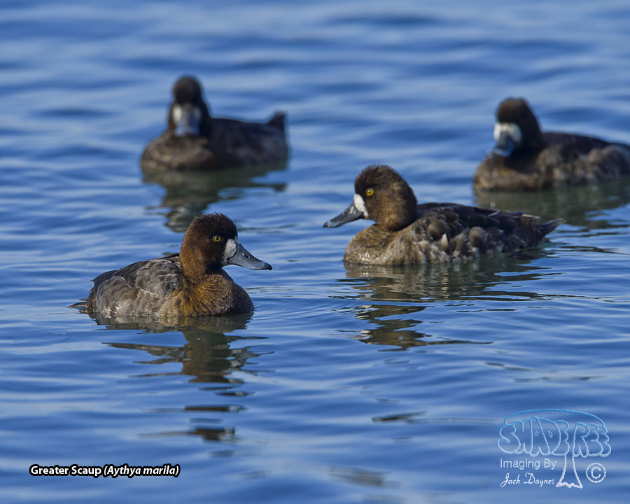 Greater Scaup - Aythya marila