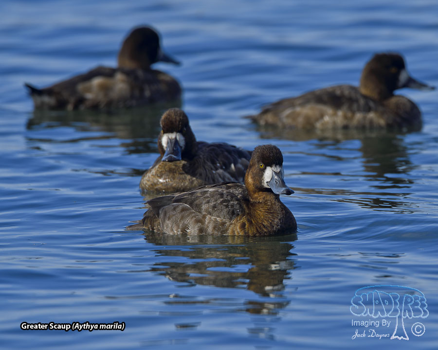 Greater Scaup - Aythya marila