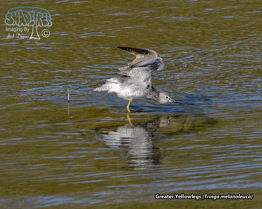 Greater Yellowlegs - Tringa melanoleuca