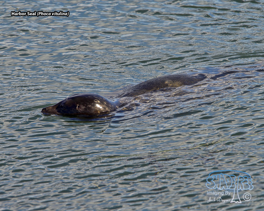 Harbor Seal - Phoca vitulina