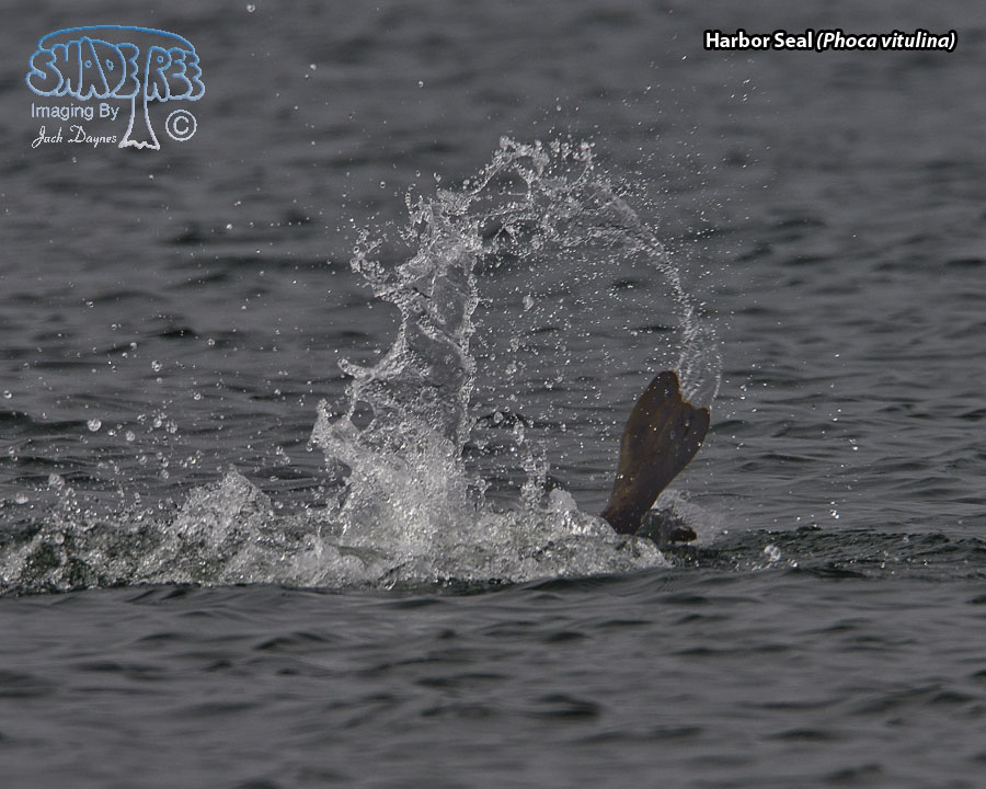 Harbor Seal - Phoca vitulina