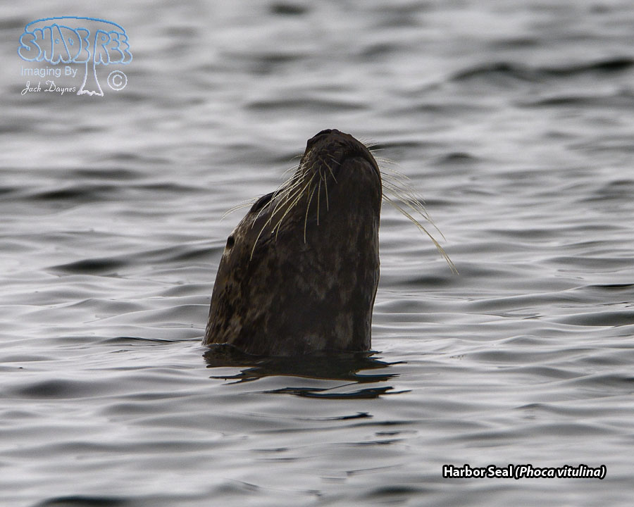 Harbor Seal - Phoca vitulina