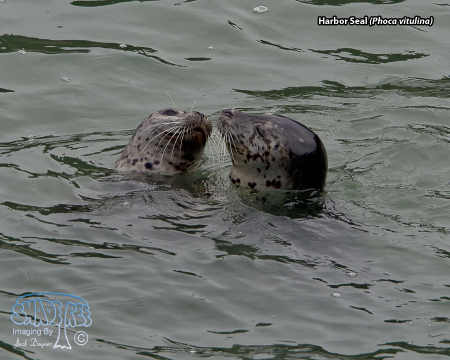 Harbor Seal - Phoca vitulina