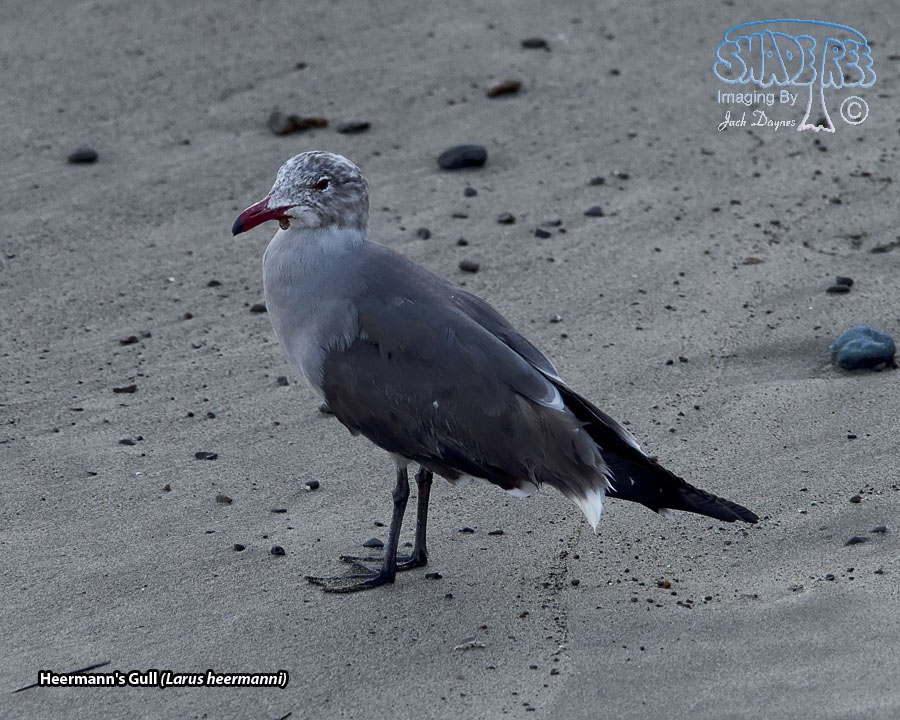 Heermann's Gull - Larus heermanni