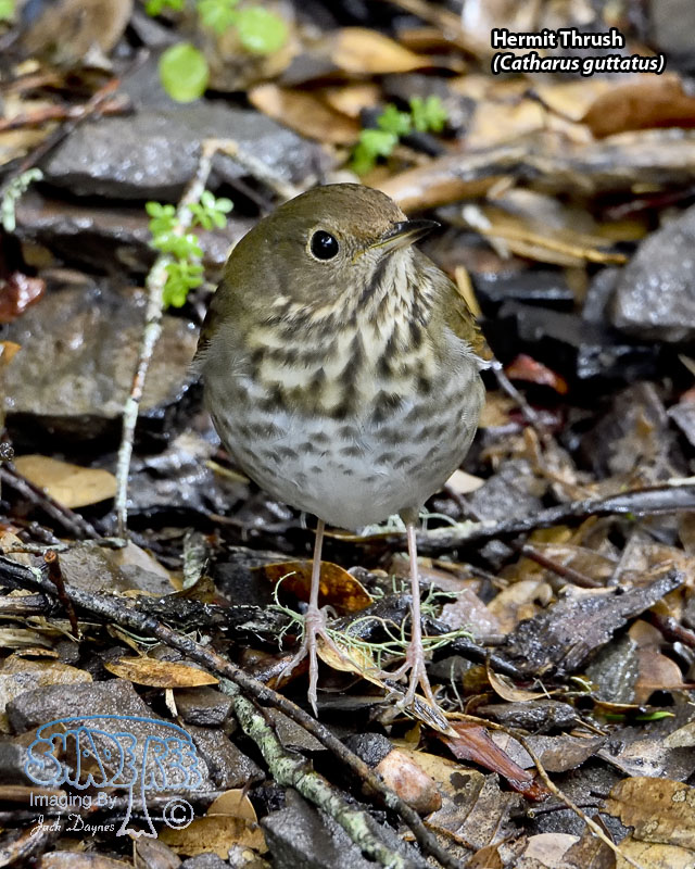 Hermit Thrush - Catharus guttatus