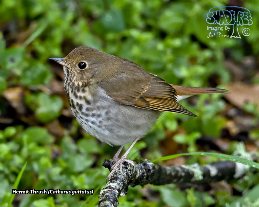 Hermit Thrush - Catharus guttatus