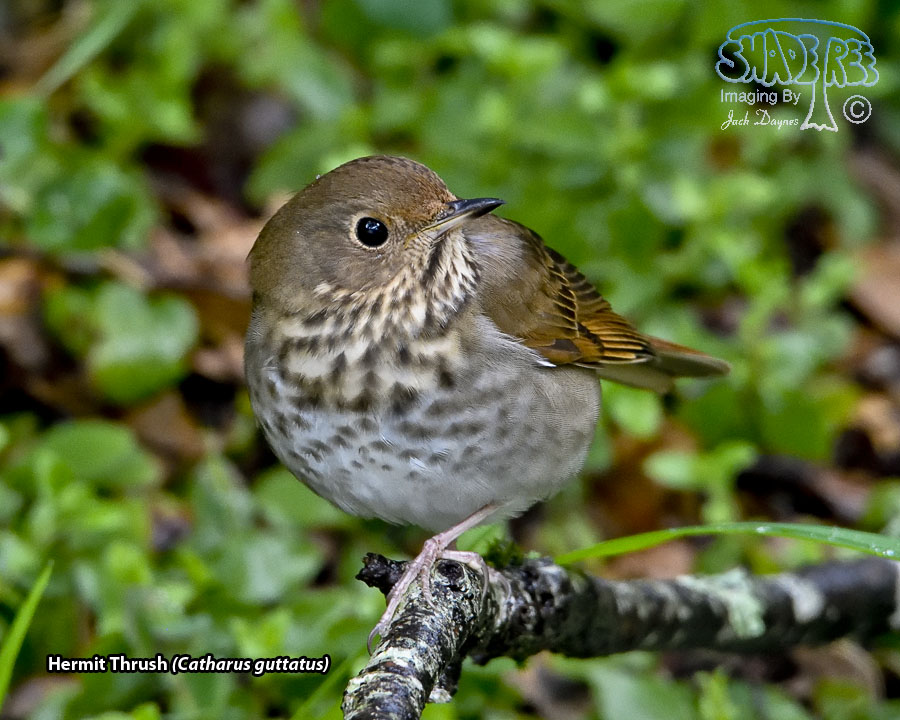 Hermit Thrush - Catharus guttatus