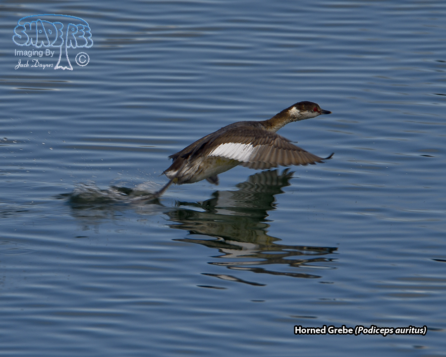 Horned Grebe - Podiceps auritus