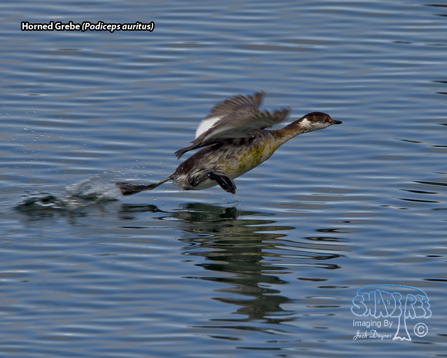 Horned Grebe - Podiceps auritus