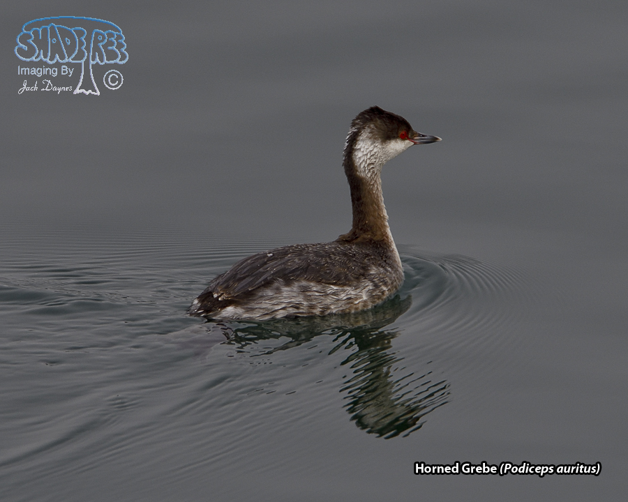 Horned Grebe - Podiceps auritus