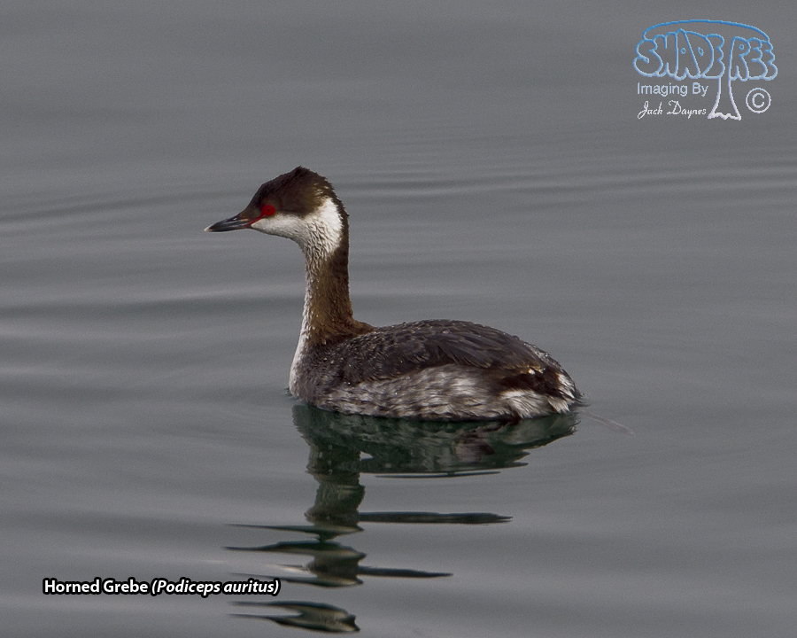 Horned Grebe - Podiceps auritus