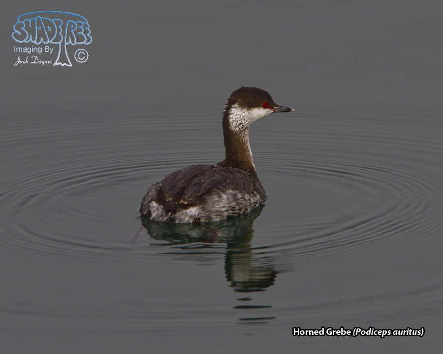 Horned Grebe - Podiceps auritus