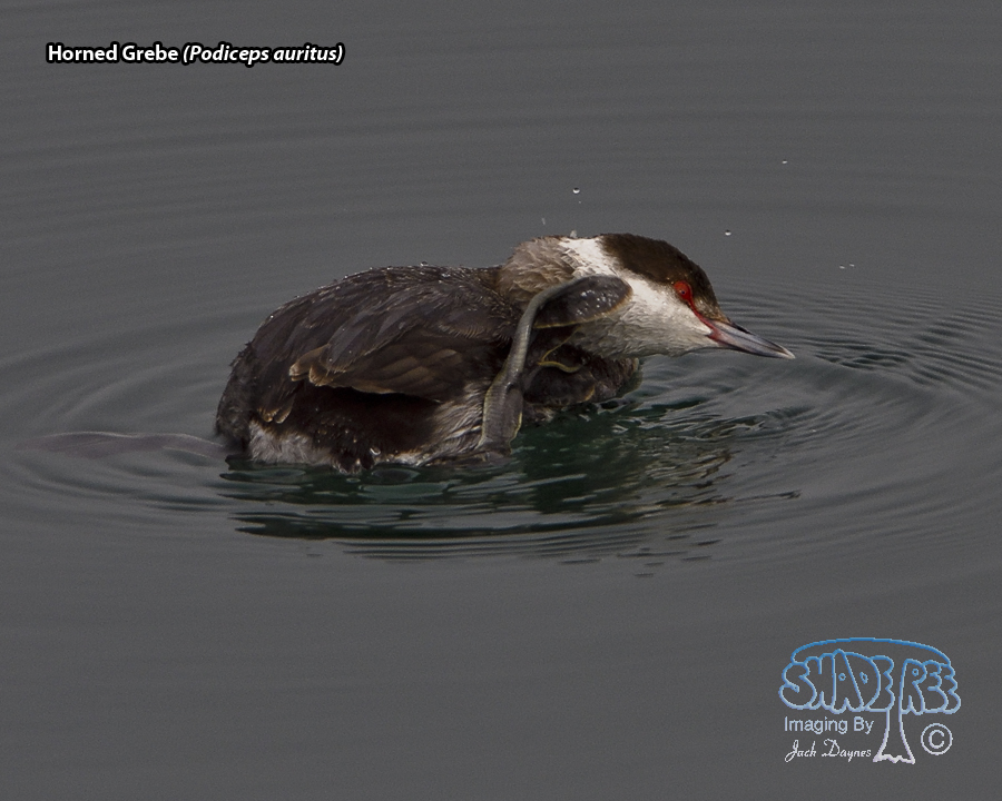 Horned Grebe - Podiceps auritus