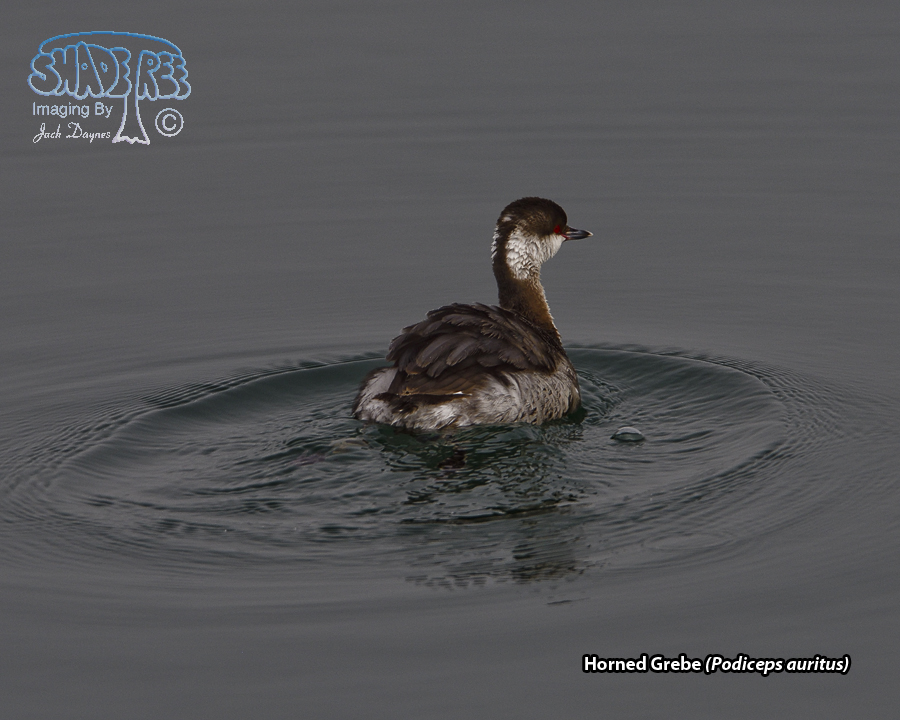 Horned Grebe - Podiceps auritus