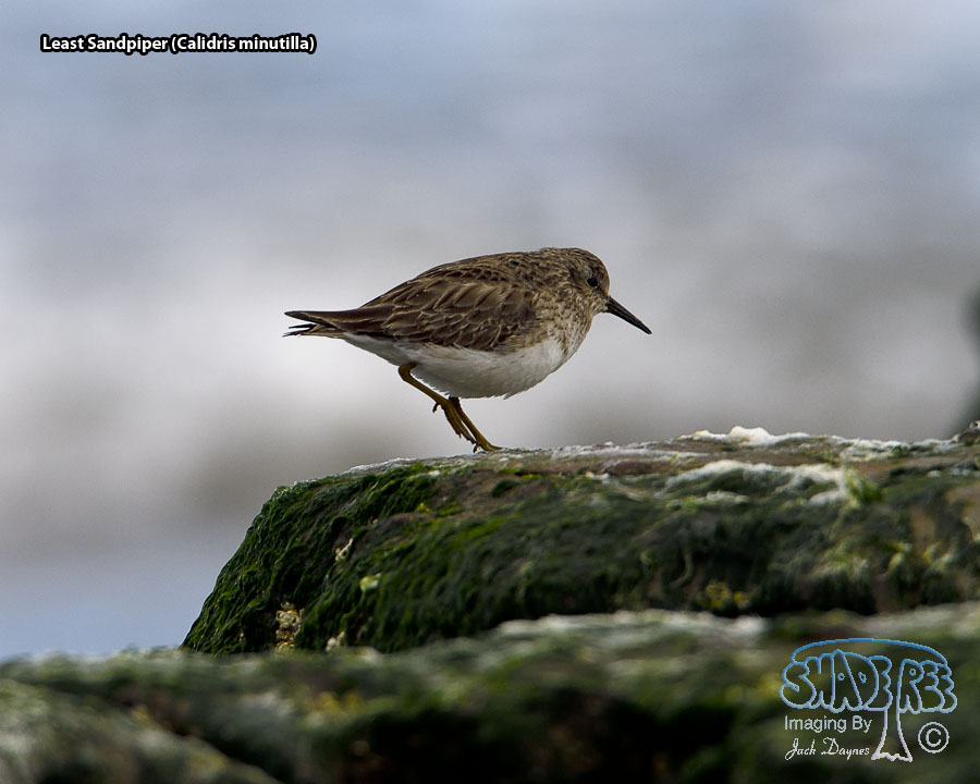 Least Sandpiper - Calidris minutilla