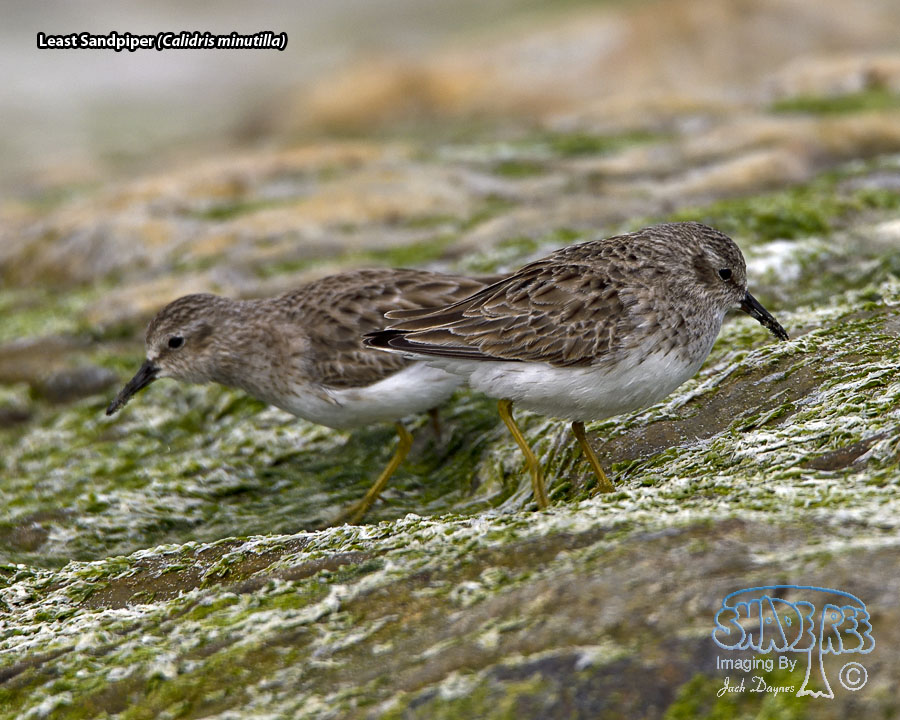 Least Sandpiper - Calidris minutilla