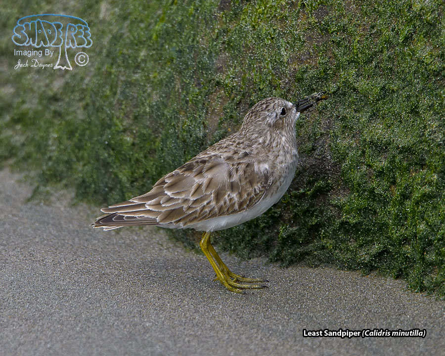Least Sandpiper - Calidris minutilla