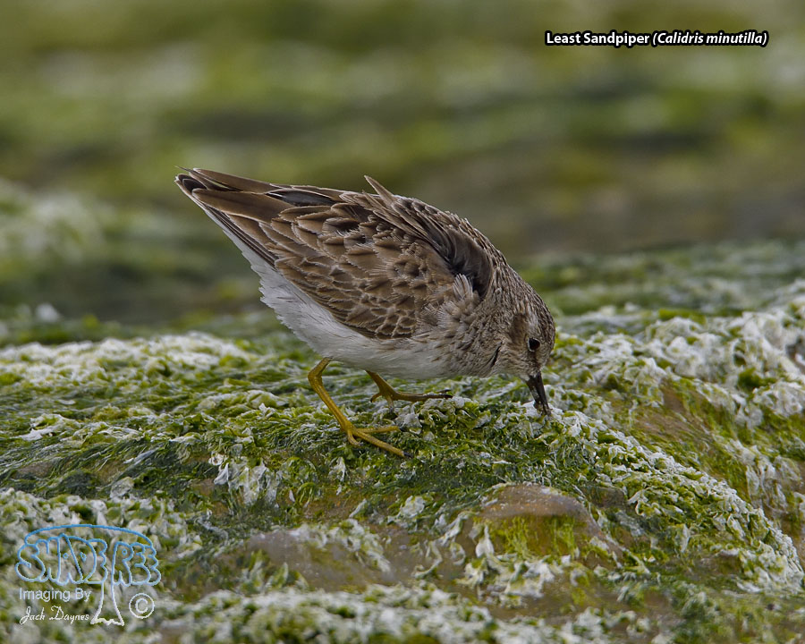 Least Sandpiper - Calidris minutilla