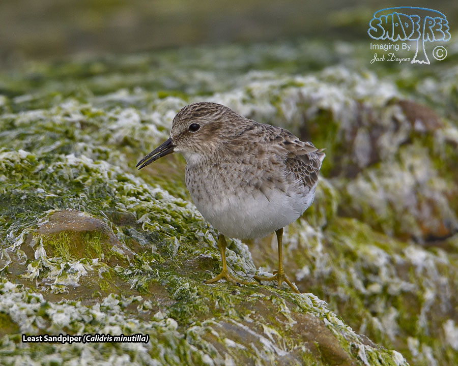 Least Sandpiper - Calidris minutilla