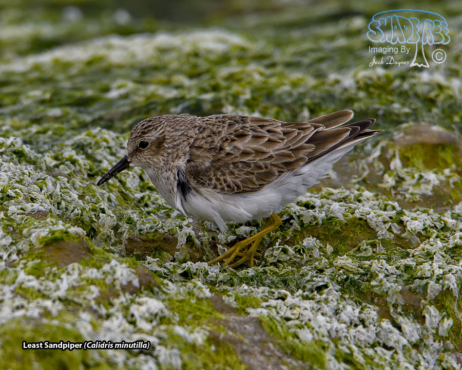 Least Sandpiper - Calidris minutilla